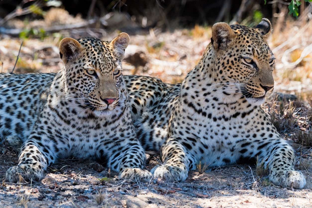 Zuid-Afrika - Kruger National Park