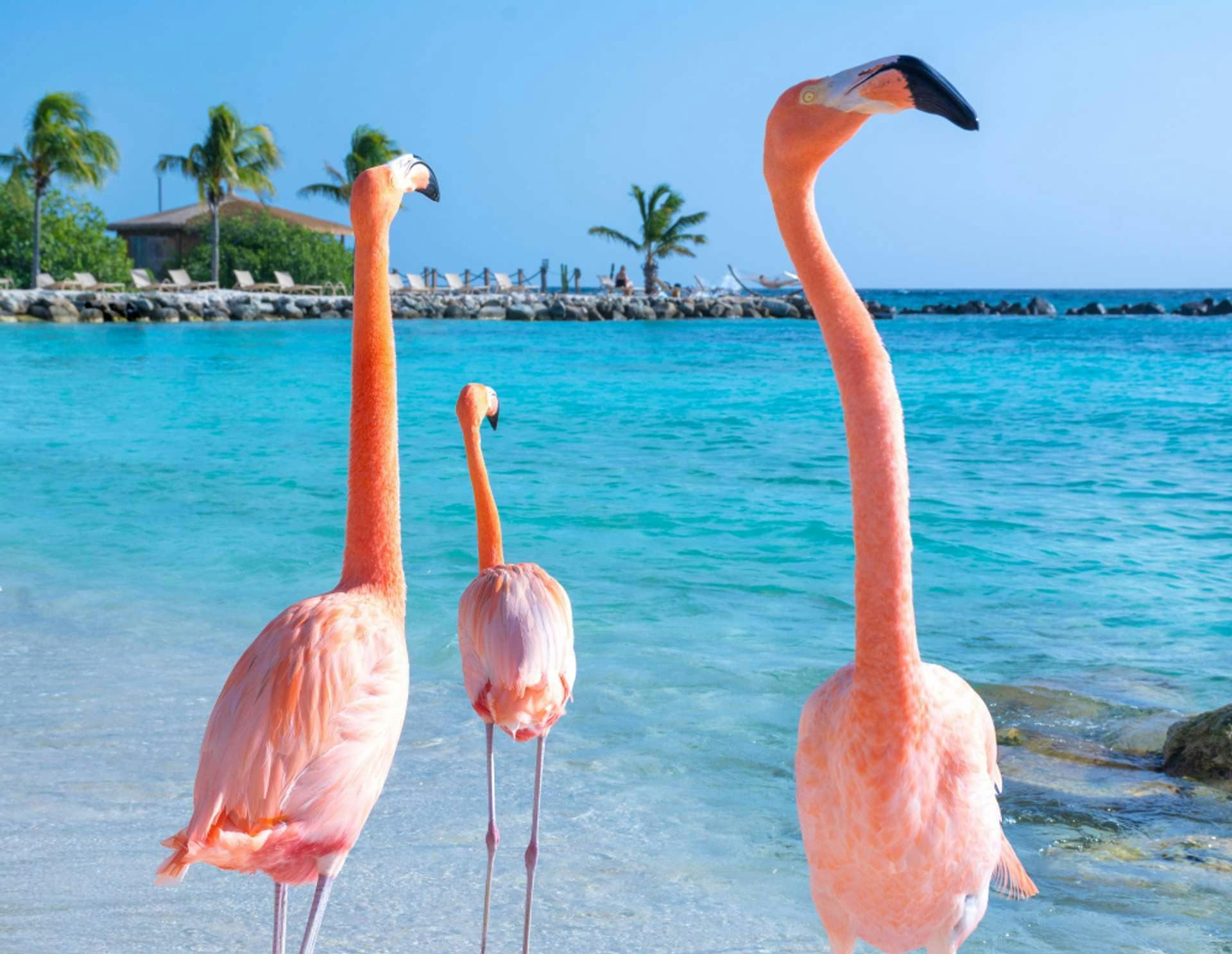 Flamingos op Aruba