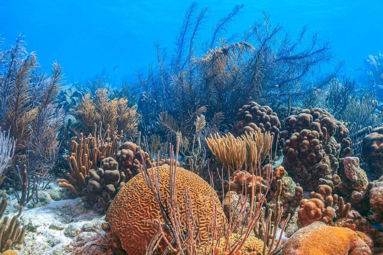 koraalriffen bonaire